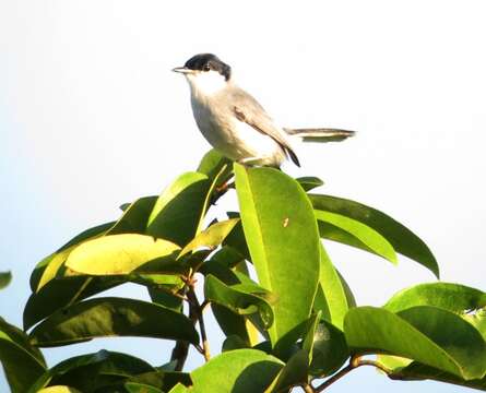 Polioptila plumbea (Gmelin & JF 1788) resmi