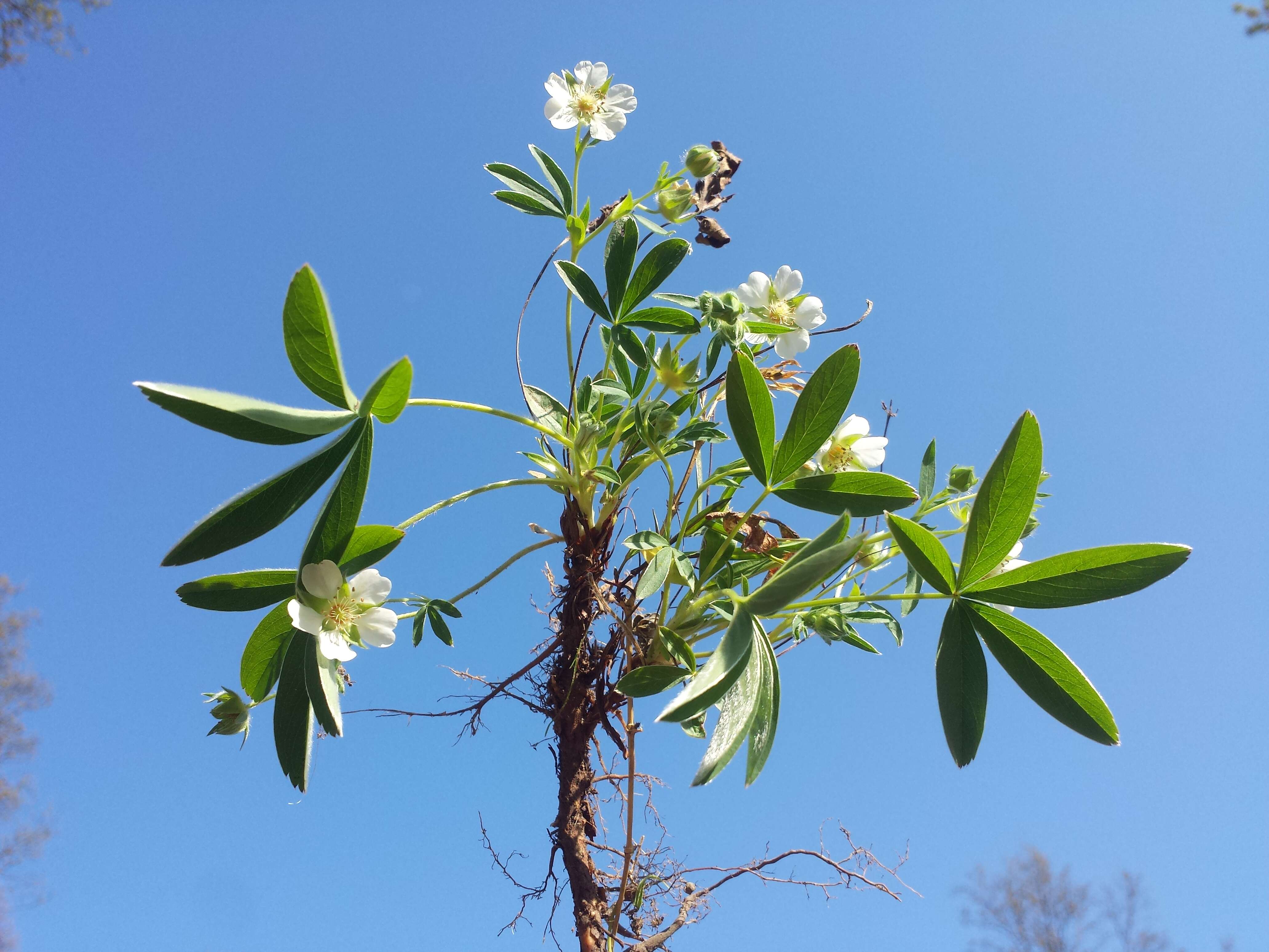 Image of White Cinquefoil