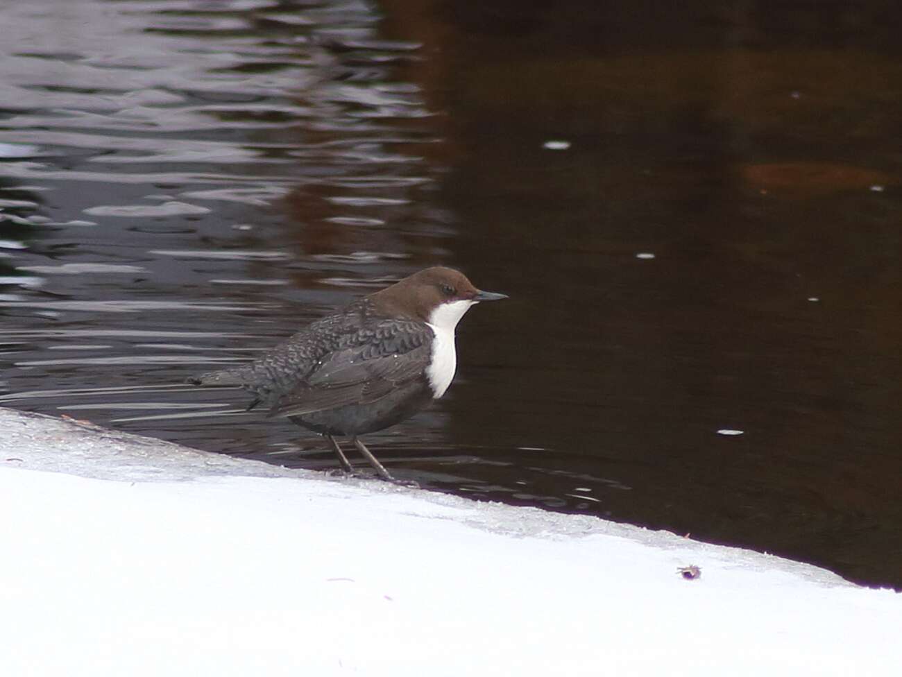 Image of Dipper