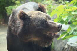 Image of Ussuri brown bear