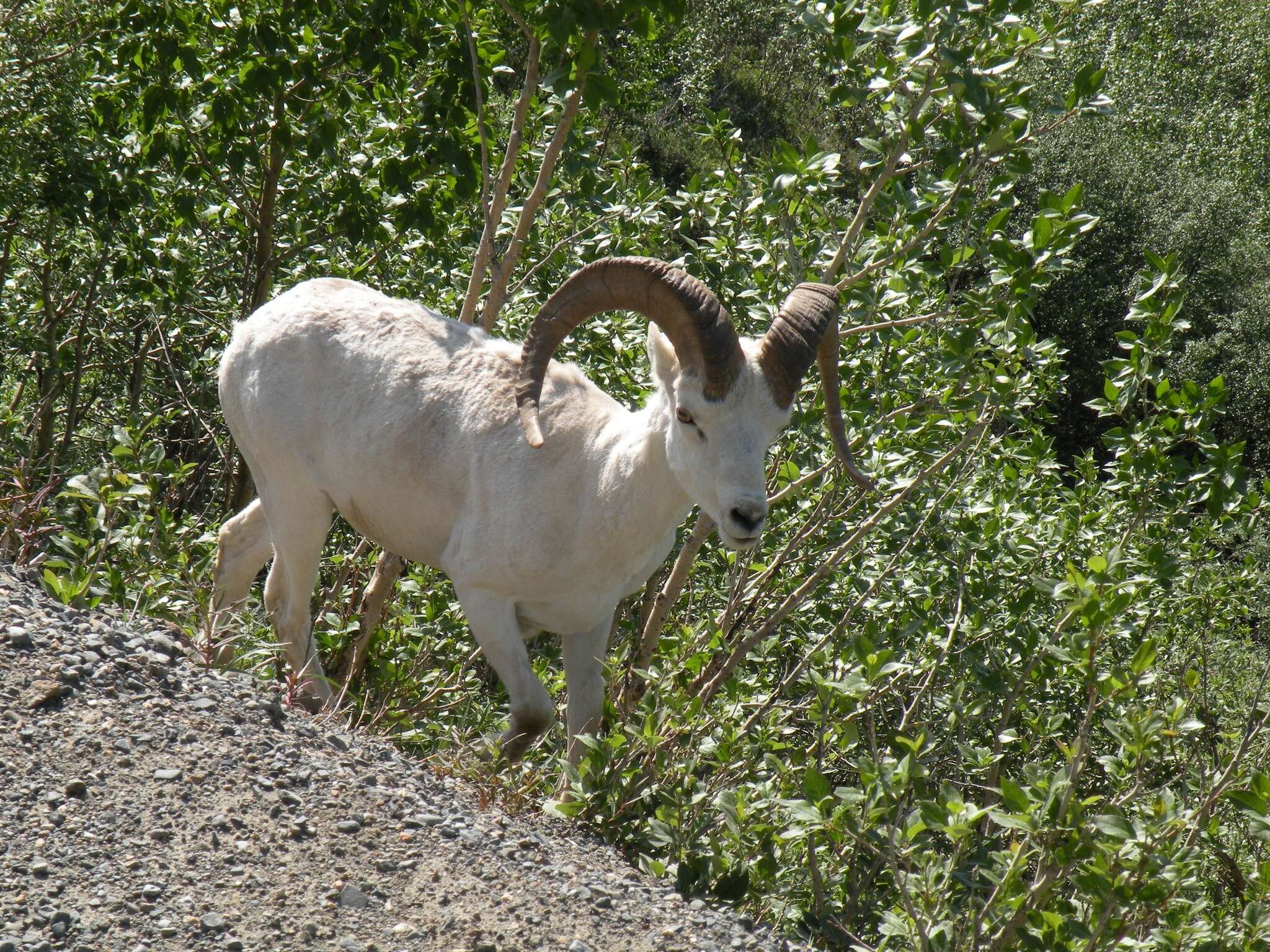 Image of Dall’s Sheep