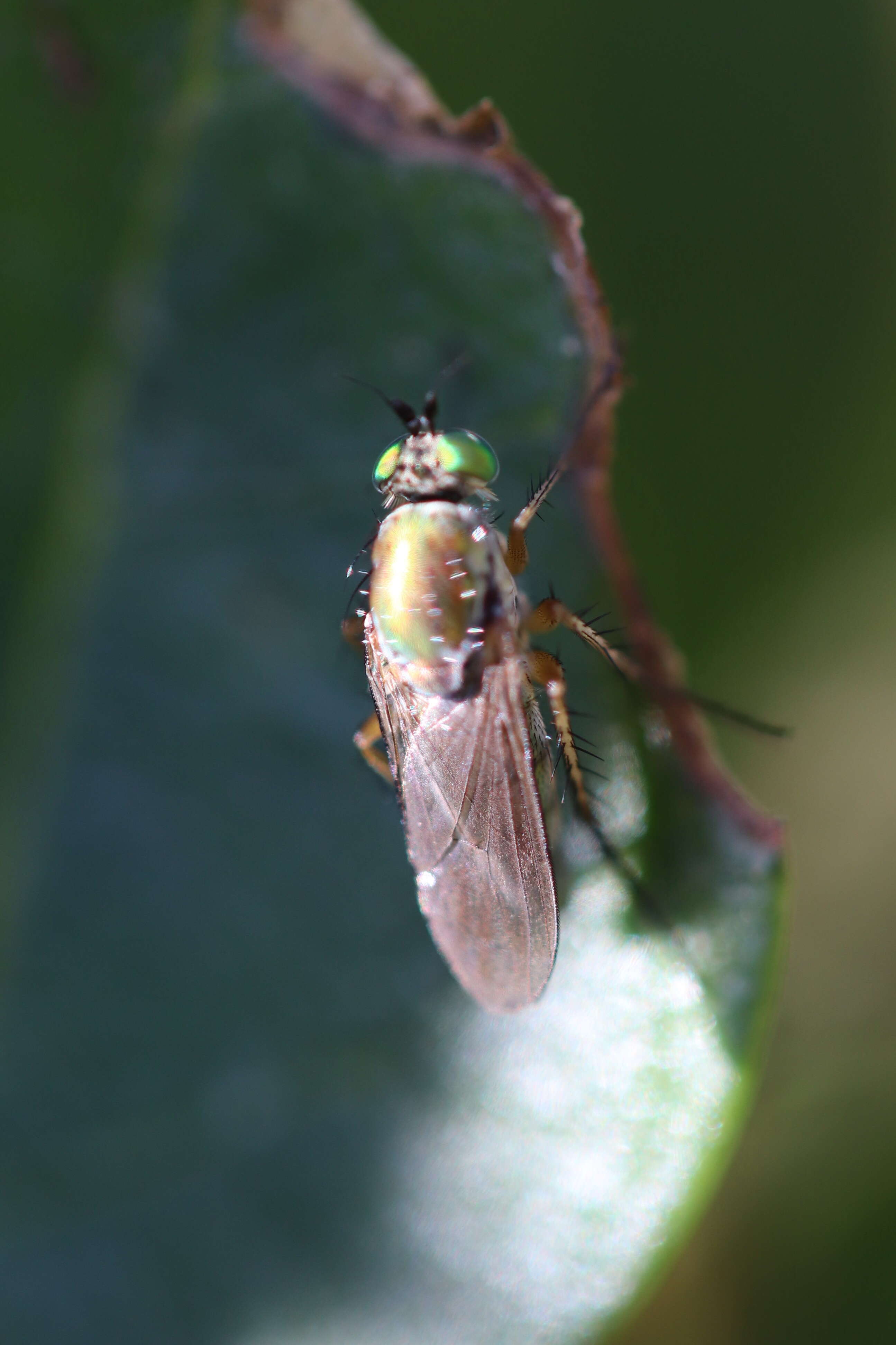 Image of Poecilobothrus nobilitatus (Linnaeus 1767)