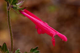 Image de Salvia henryi A. Gray