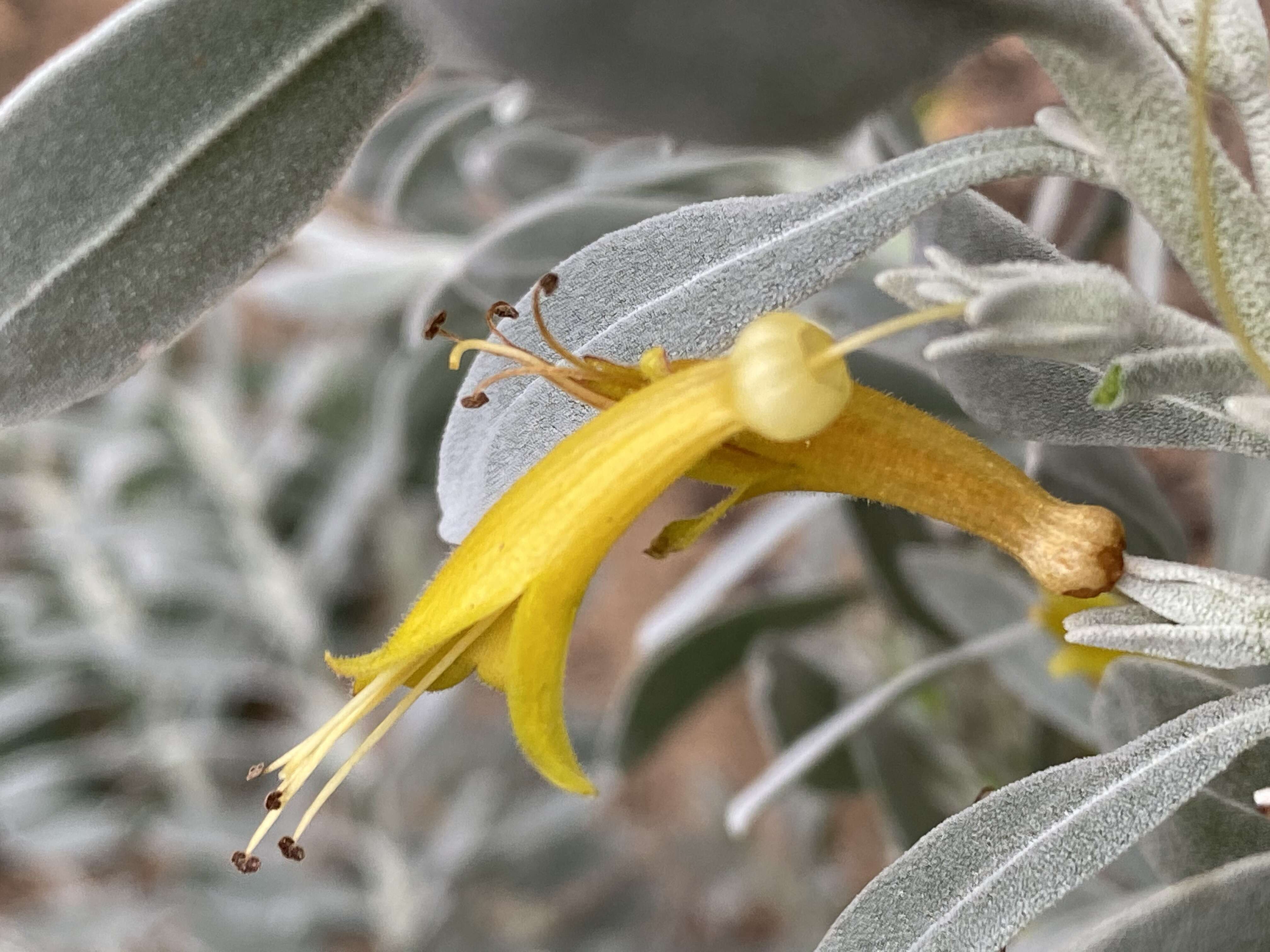 صورة Eremophila glabra (R. Br.) Ostenf.