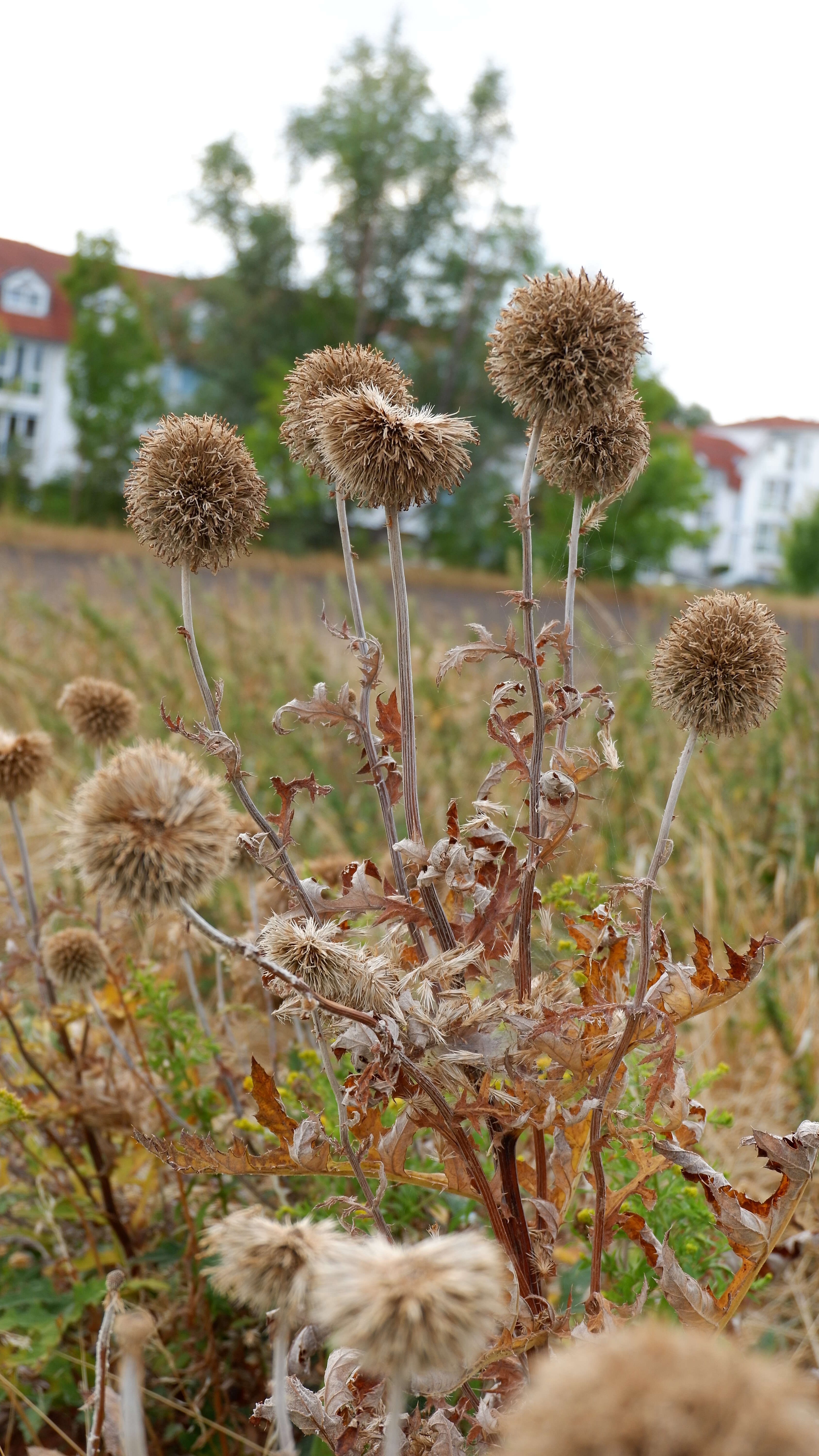 Image of tall globethistle