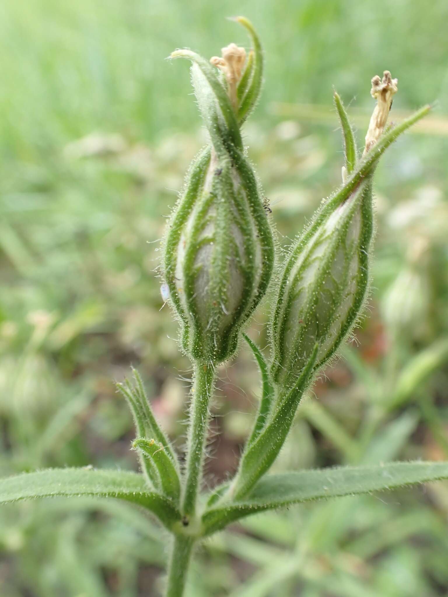 Imagem de Silene noctiflora L.