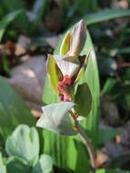 Слика од Corydalis cava (L.) Schweigger & Koerte