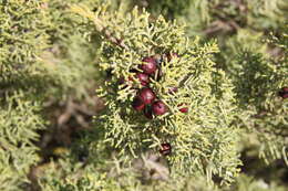 Image of Juniperus phoenicea subsp. turbinata (Guss.) Nyman