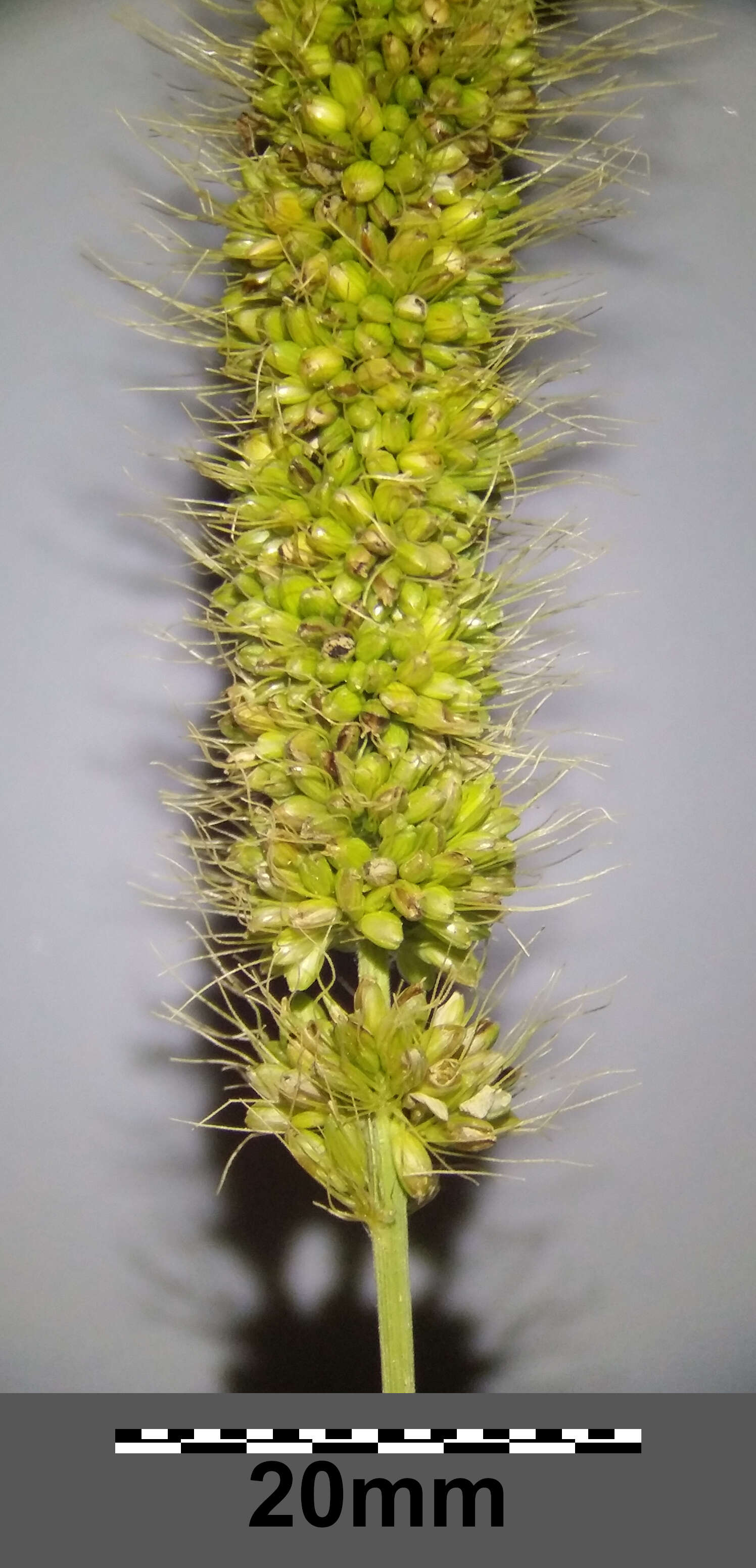 Image of Foxtail millet