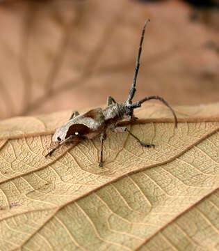 Image of Paraleprodera insidiosa (Gahan 1888)
