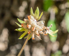 Слика од Anthyllis vulneraria L.