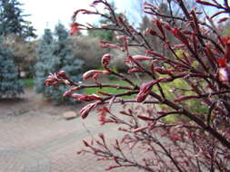 Image of Japanese maple