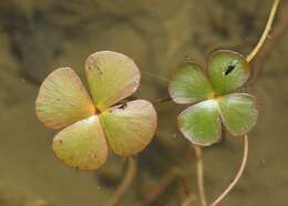 Plancia ëd Marsilea quadrifolia L.