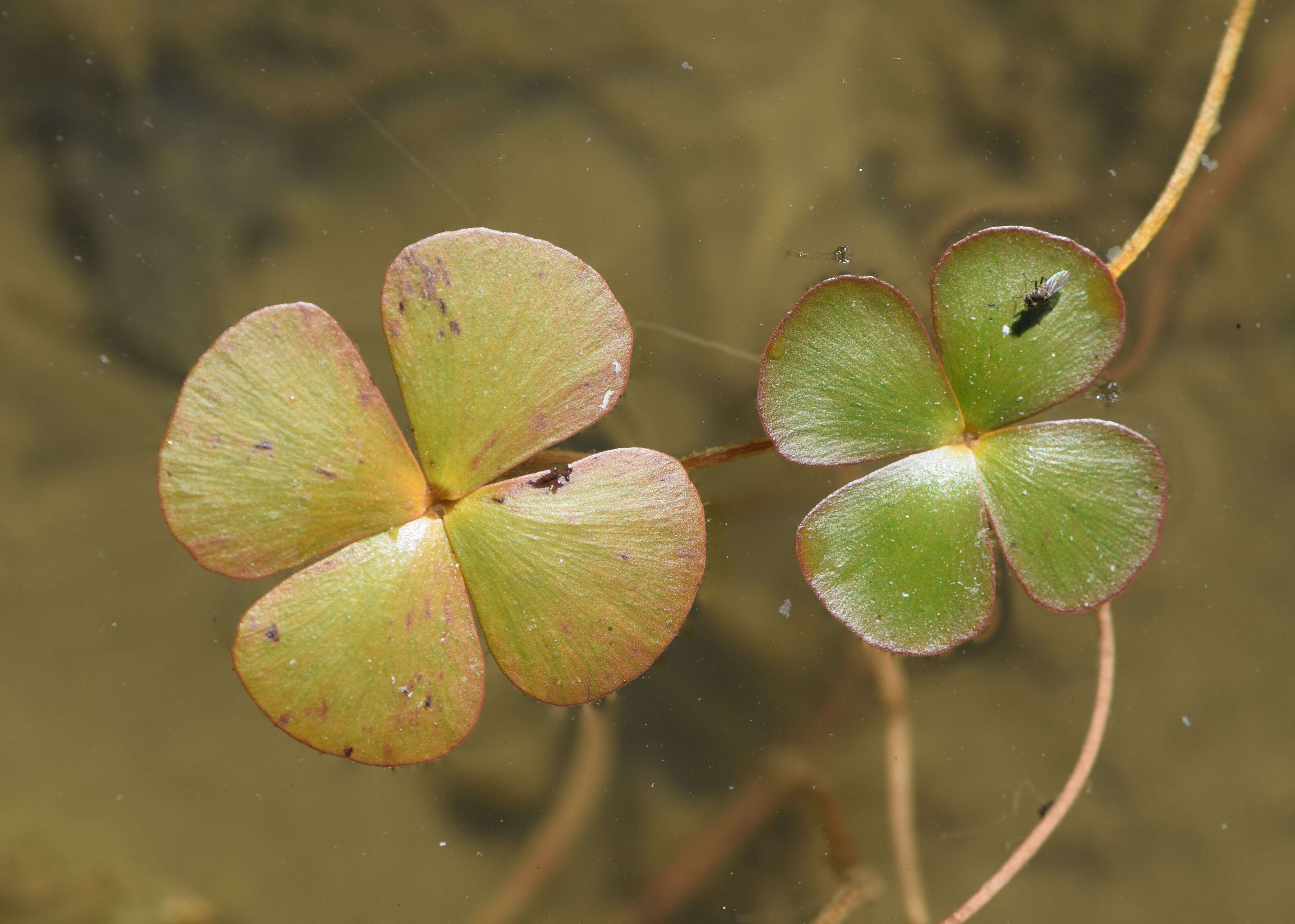 Plancia ëd Marsilea quadrifolia L.