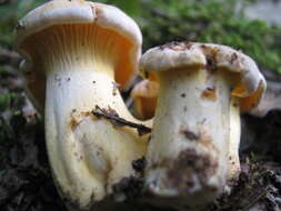 Image of Chanterelle