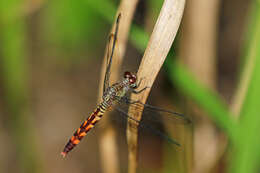 Image of Red-mantled Dragonlet