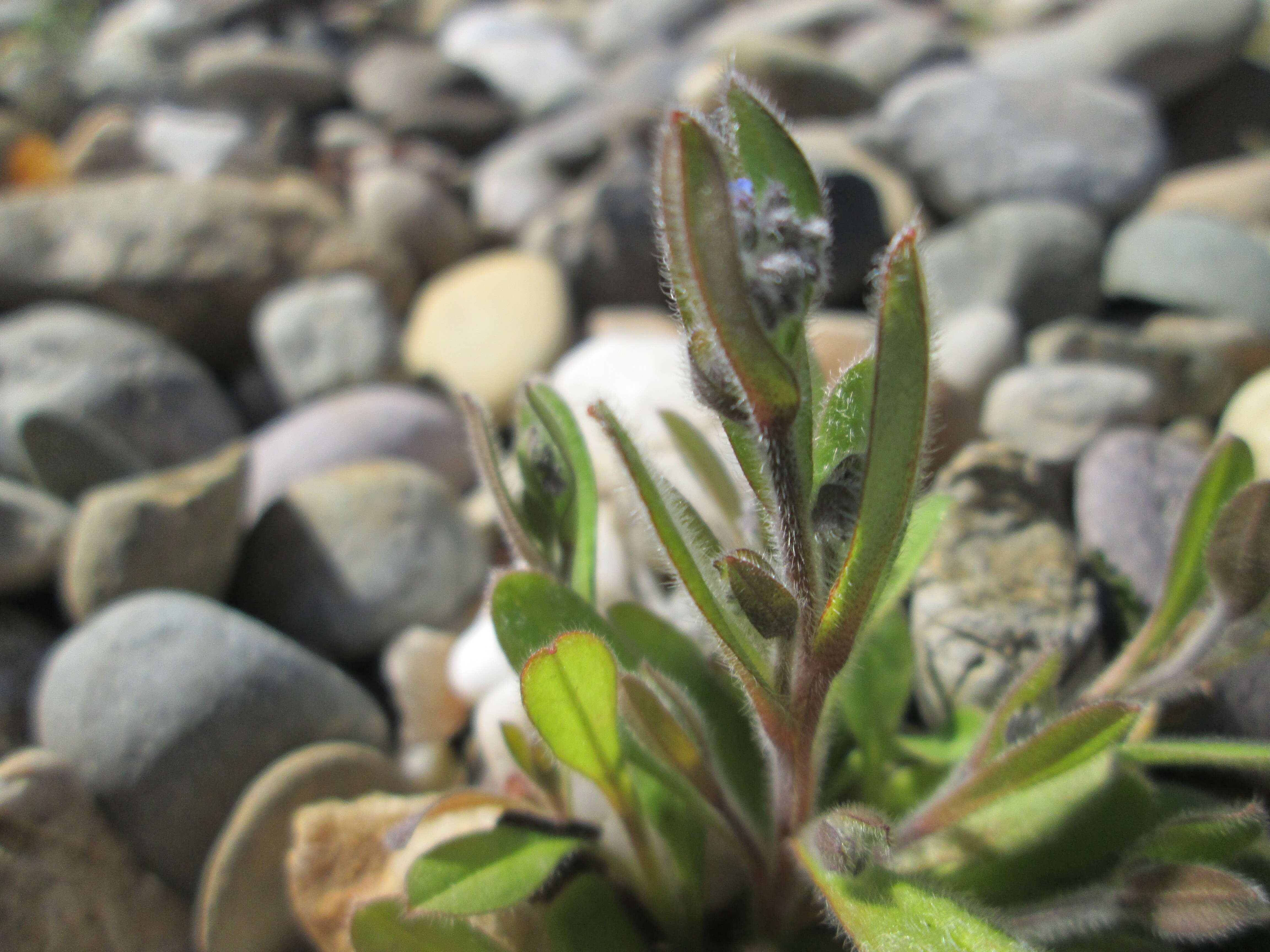 Image of field forget-me-not