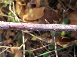 Image of black raspberry