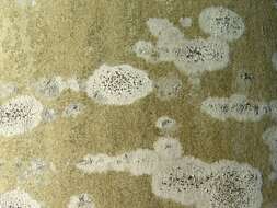 Image of Rim-lichens;   Lecania lichens