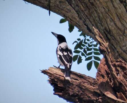 Image of Black-backed Butcherbird