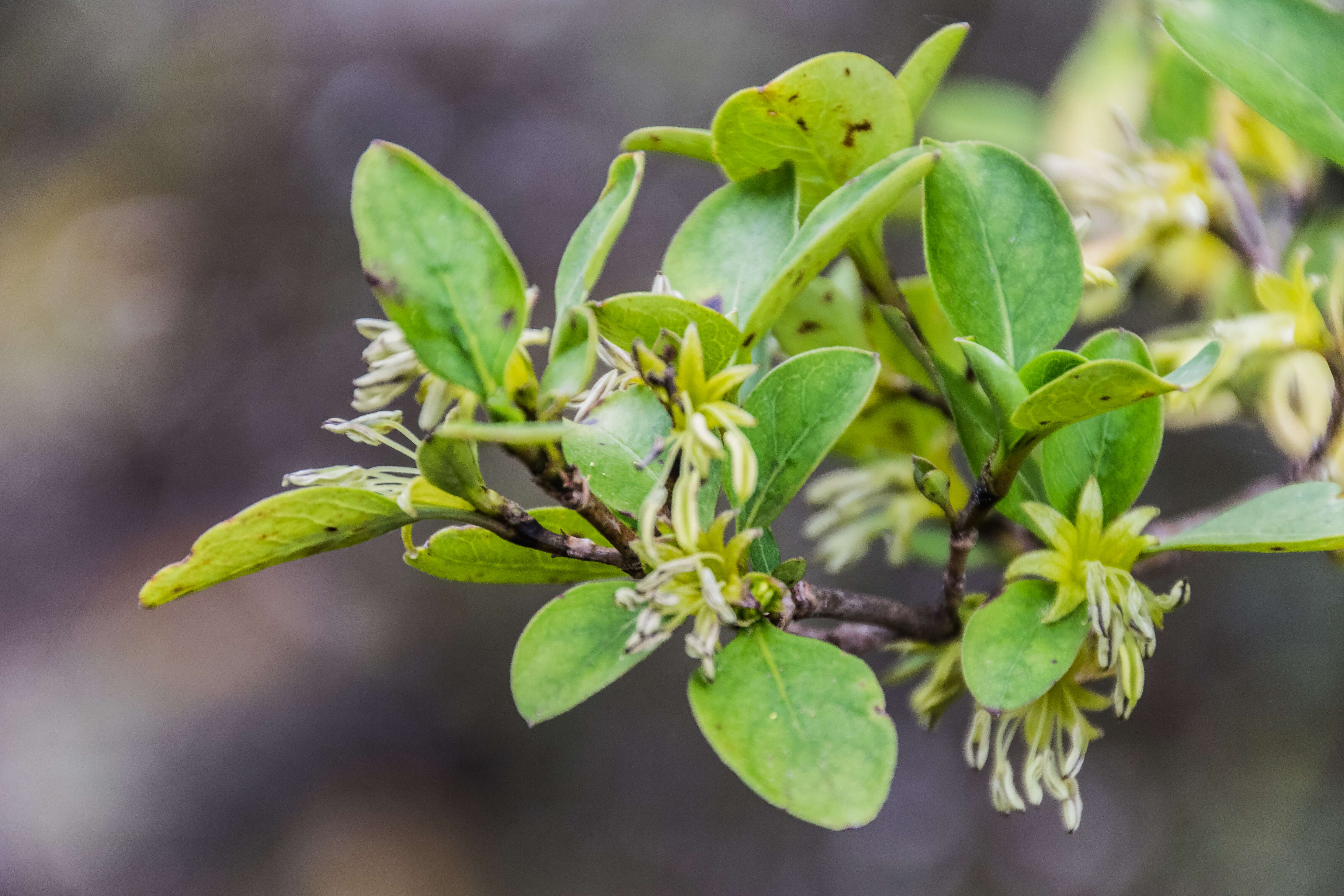 Image of Coprosma foetidissima J. R. Forst. & G. Forst.