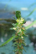 Imagem de Myriophyllum heterophyllum Michx.