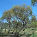 Image of Eucalyptus normantonensis Maiden & Cambage