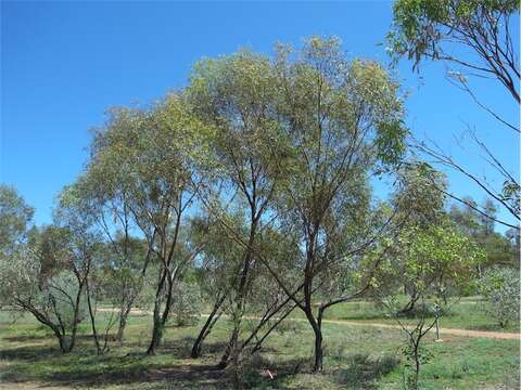 Imagem de Eucalyptus normantonensis Maiden & Cambage