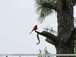 Image of Long-tailed Minivet