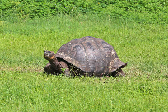 Image of Galapagos giant tortoise