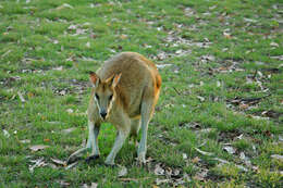 Image of Agile Wallaby