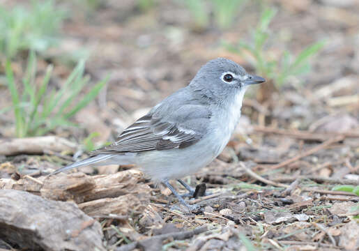 Image of Plumbeous Vireo