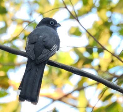 Plancia ëd Trogon melanocephalus Gould 1836