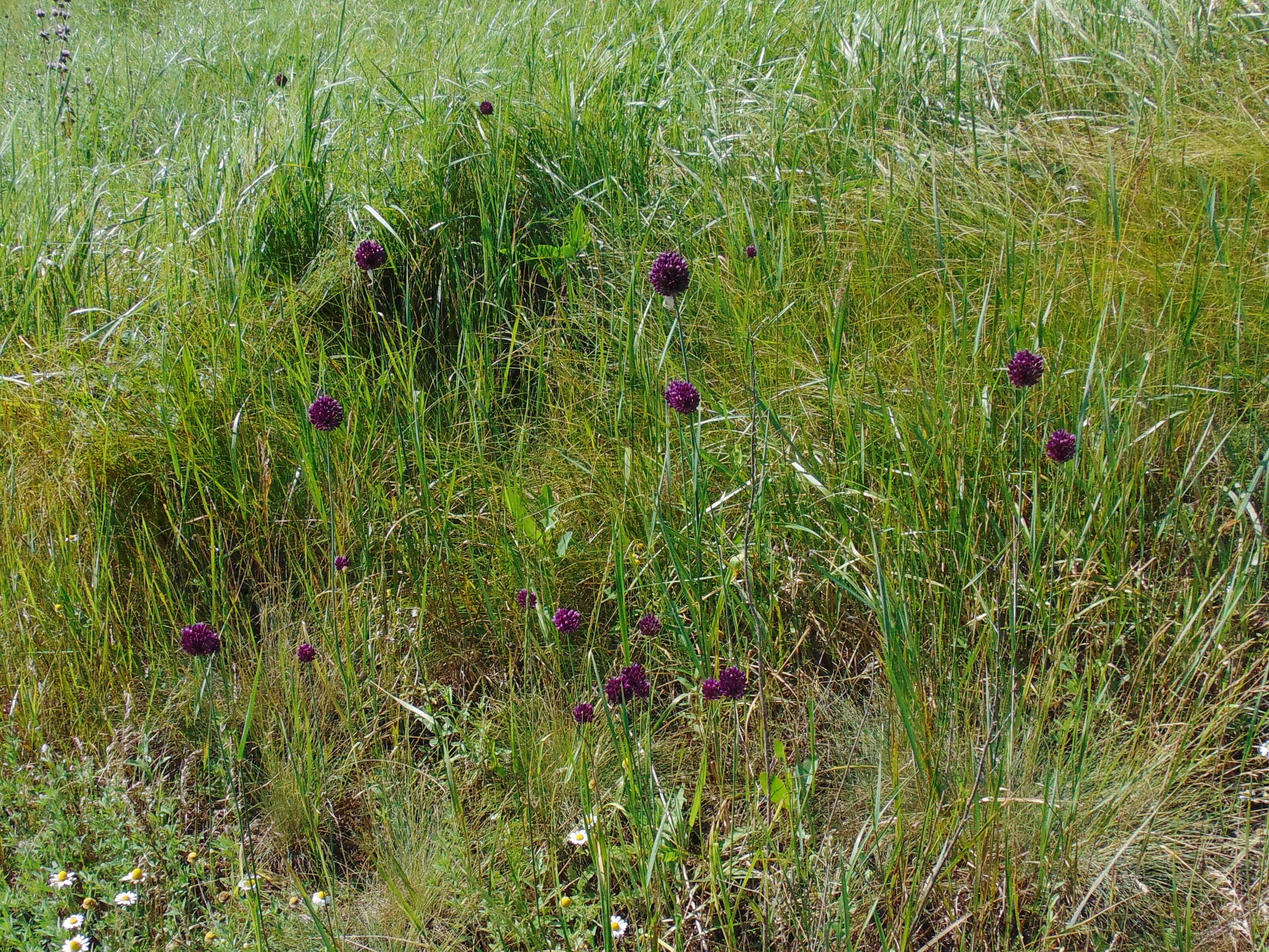 Image of sand leek