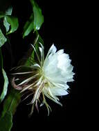 Image of Dutchman's Pipe Cactus