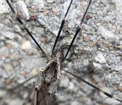 Image of Giant Crane Fly