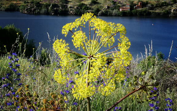 Image of Giant Fennel