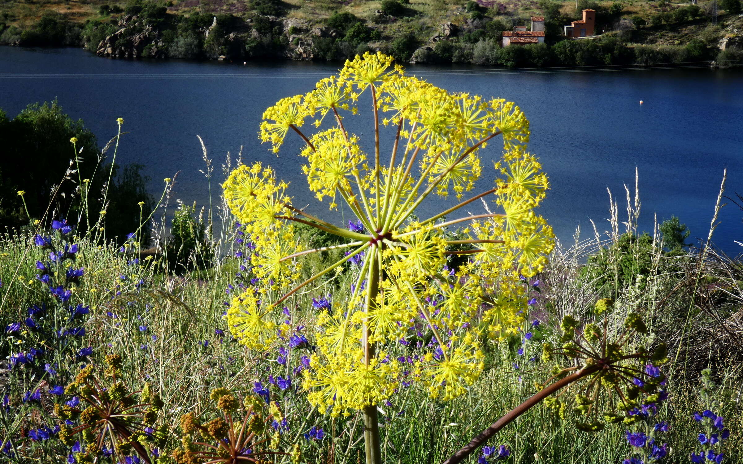 Image of Giant Fennel