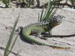 Image of Zapallaren Tree Iguana