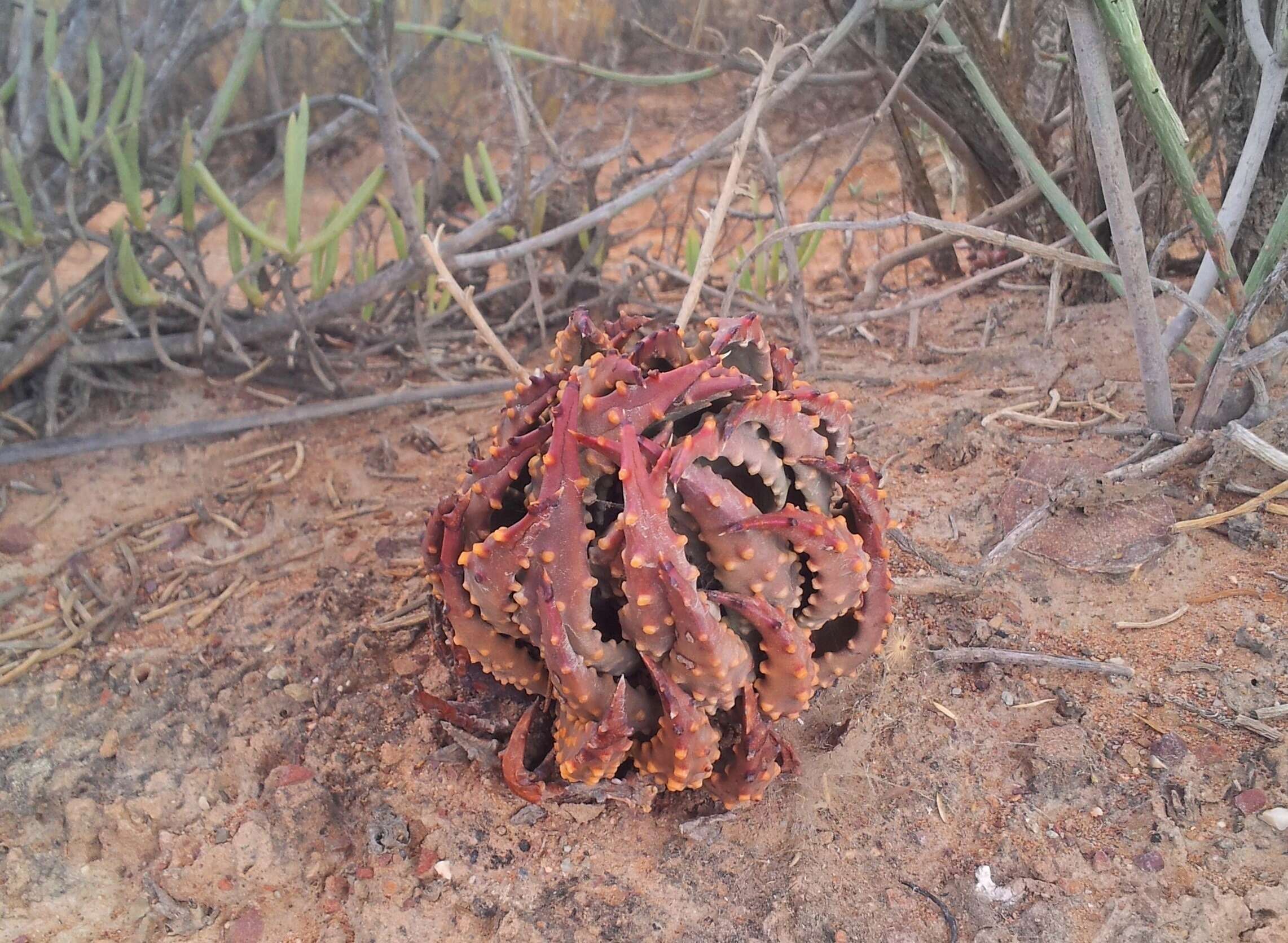 Image of Tulista pumila (L.) G. D. Rowley