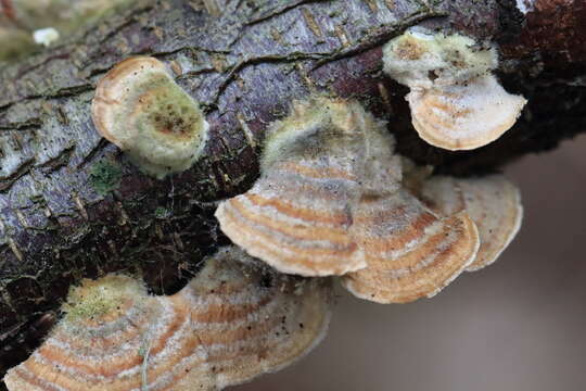 Image of Trametes hirsuta (Wulfen) Lloyd 1924