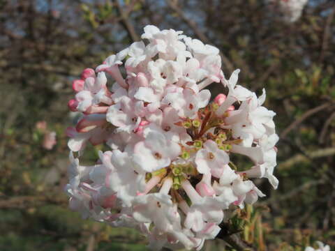 Image of Viburnum × bodnantense