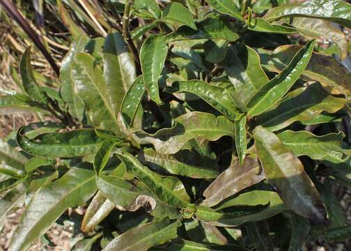 Image of Eupomatia bennettii F. Müll.