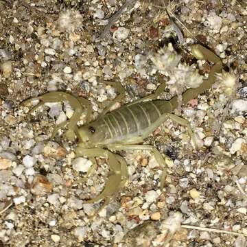 Image of Giant Sand Scorpion