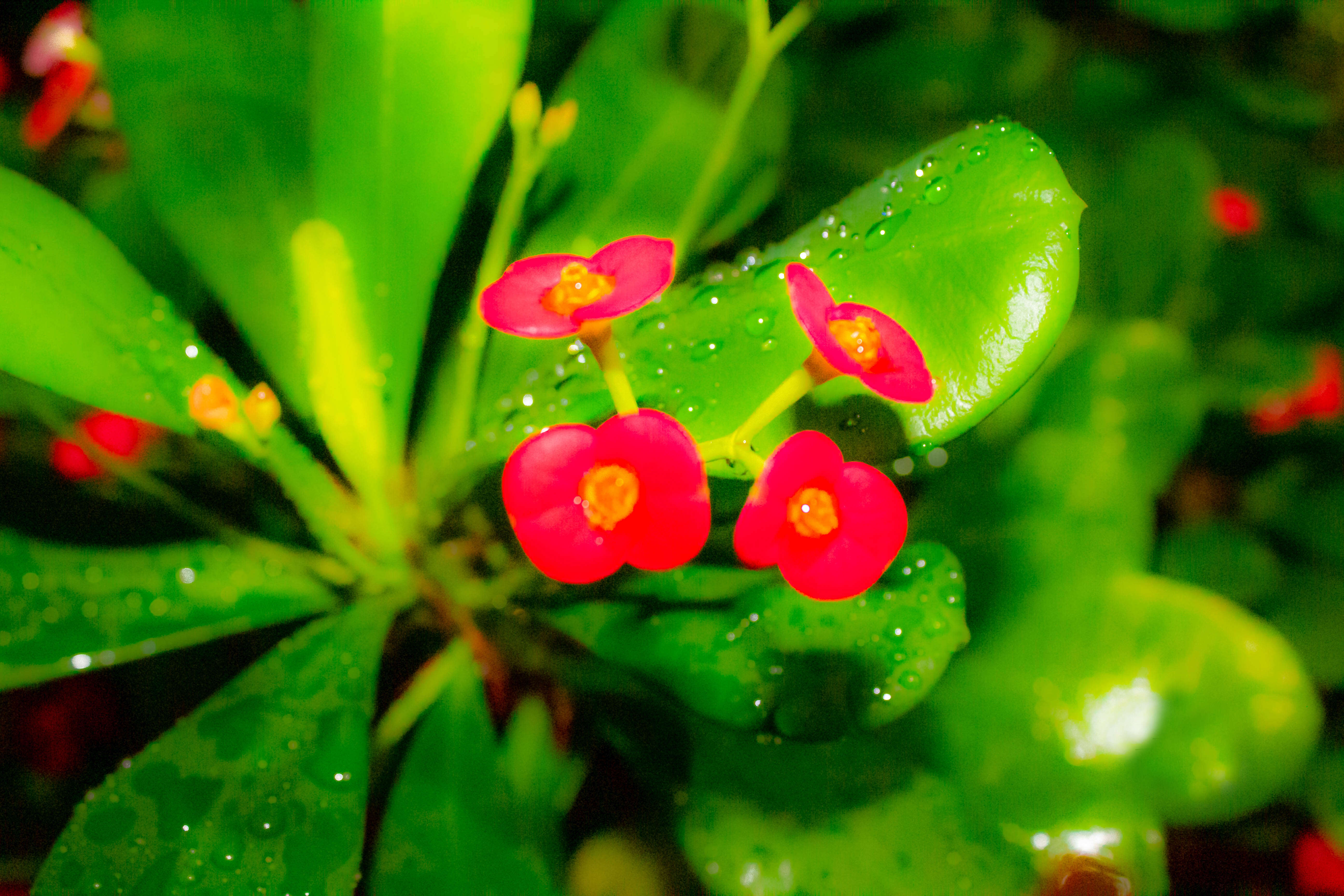 Image of Christ plant