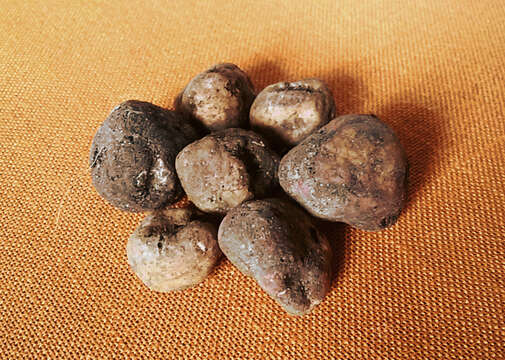 Image of bianchetto truffle