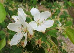 Image of Siberian crab apple