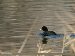 Image of Common Coot