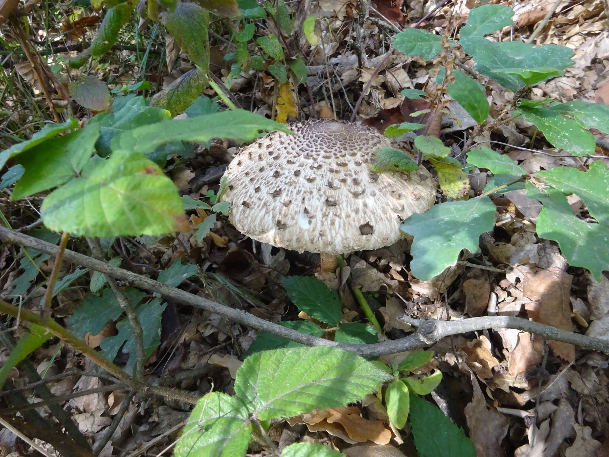 Image of Macrolepiota procera (Scop.) Singer 1948