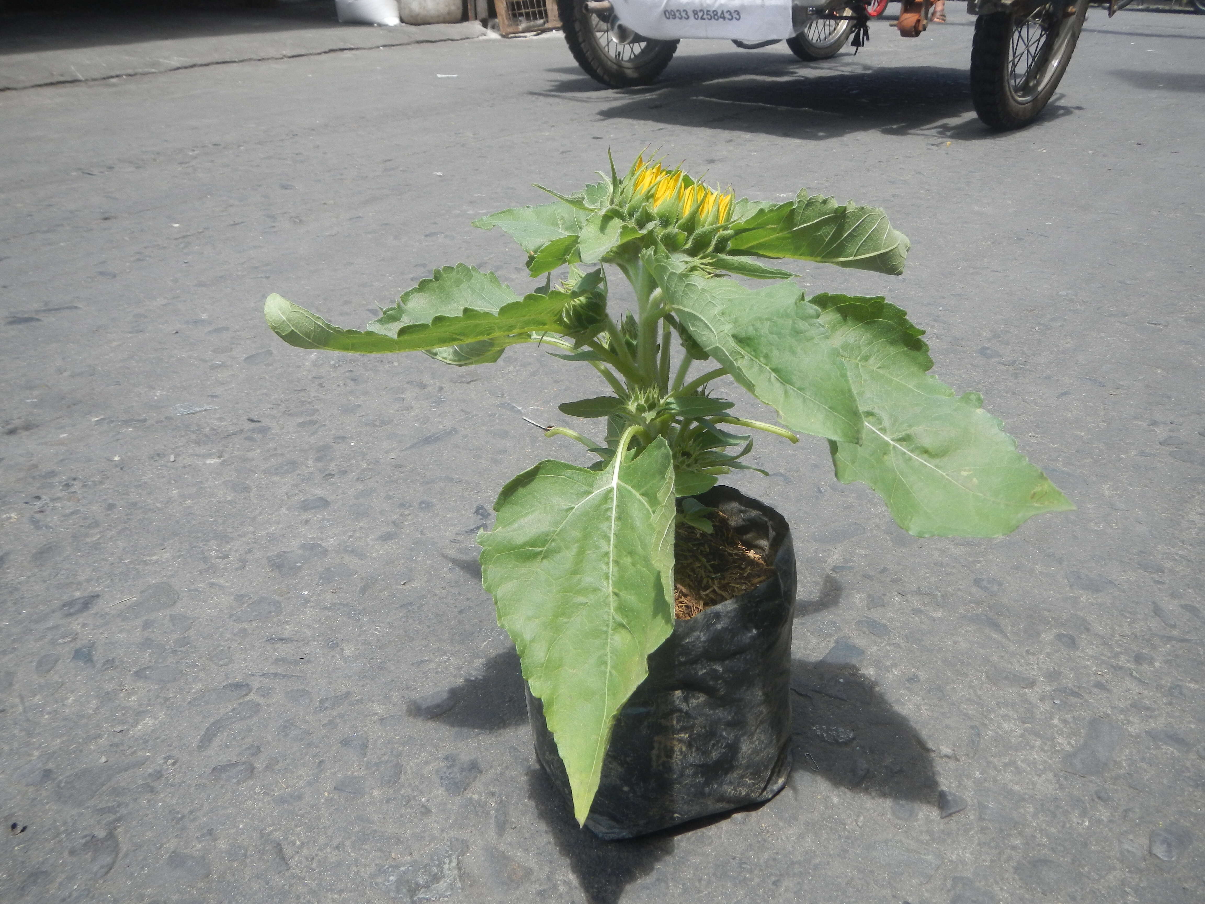 Image of common sunflower